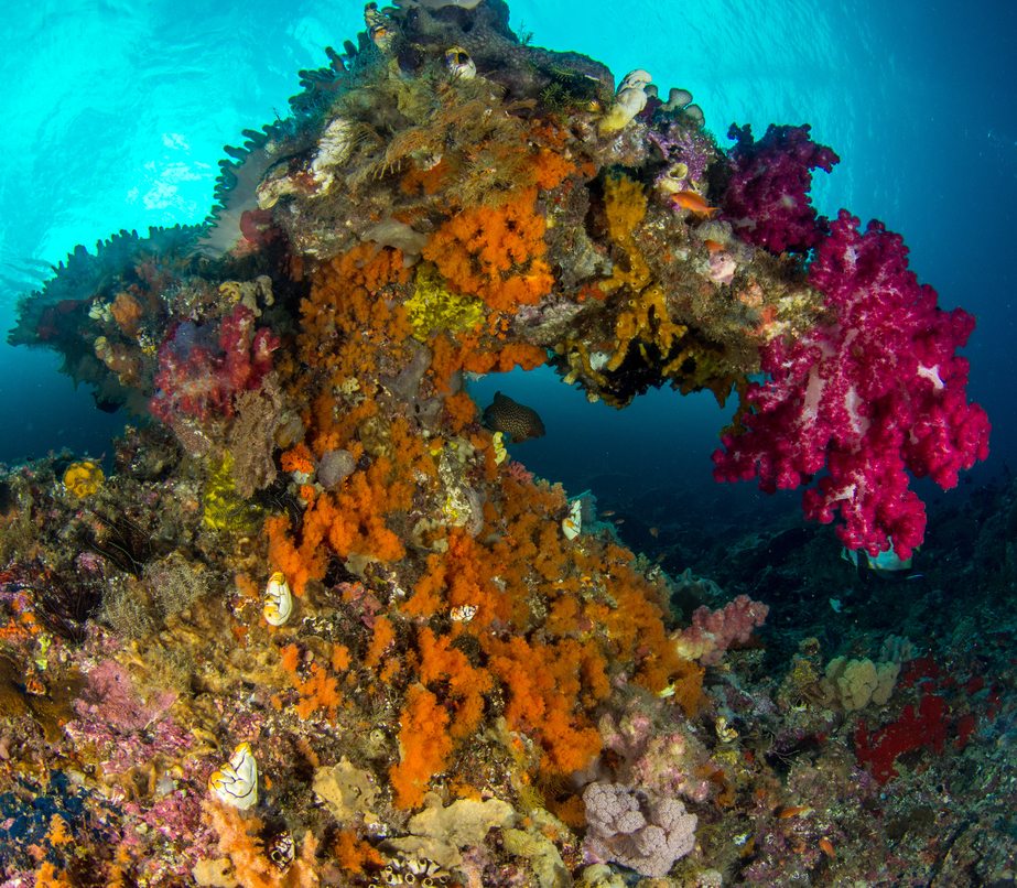 Top 20 FASCINATING CORAL REEF FACTS You Should Know!