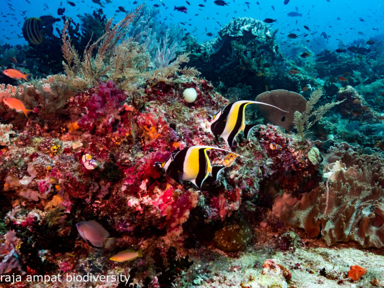 In Schwimmdistanz befindet sich das berühmte Tauch- und Schnorchelgebiet Batu Lima, (Fünf Felsen), die eine Erweiterung des Hausriffs darstellen. Dies ist ein unbedingt empfehlenswerter Ausflug für jeden Raja Ampat-Besucher. Und wir haben das alles in Schwimmdistanz! Auch hier ist das Meeresleben mit Korallen und Fischen ganz erstaunlich und wenn die Flut stimmt, können Sie durch die Felsen schnorcheln, um Ihr Tauch-Erlebnis noch abenteuerlicher zu gestalten.