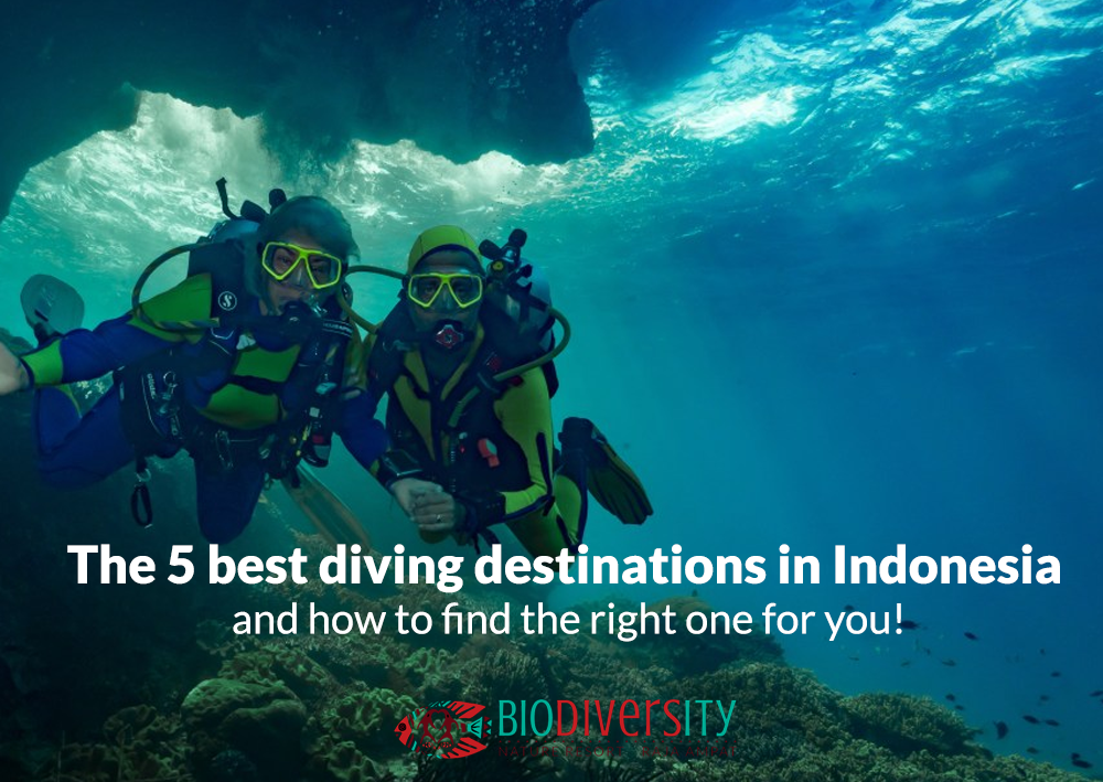 The 5 best diving destinations in Indonesia